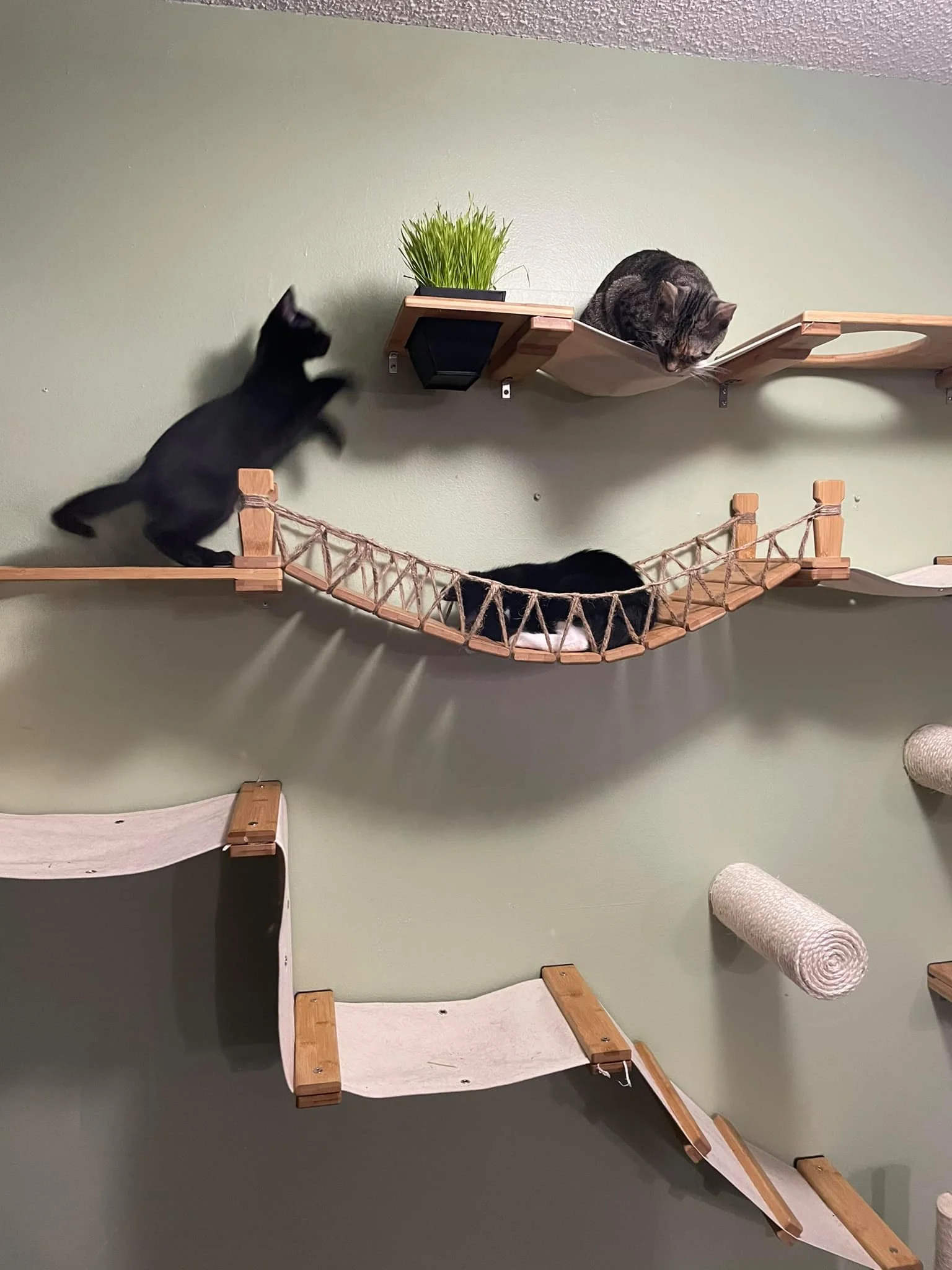 Cat Condo