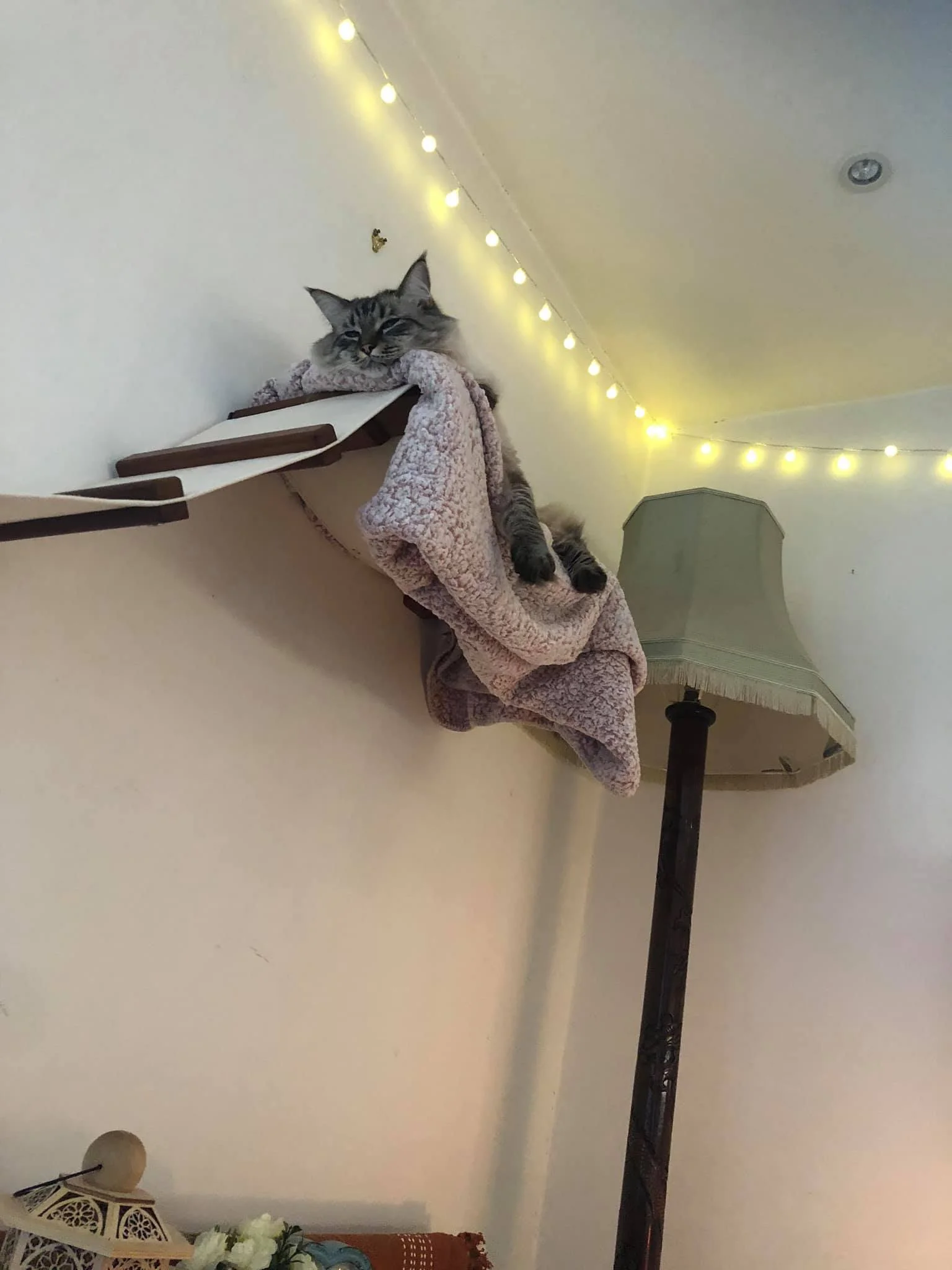 Cat Bridge
